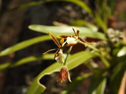 Image de Prosthechea squalida (Lex.) Soto Arenas & Salazar