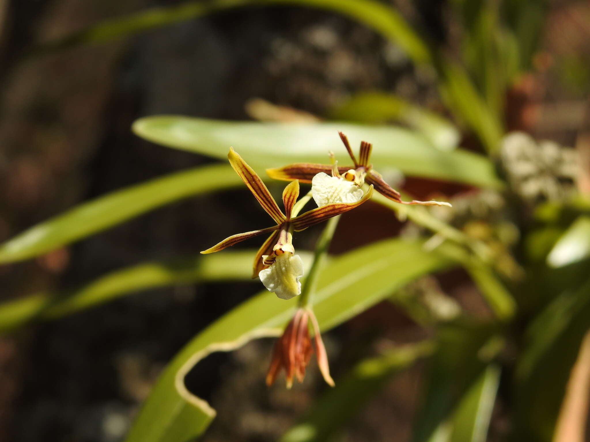 Image de Prosthechea squalida (Lex.) Soto Arenas & Salazar