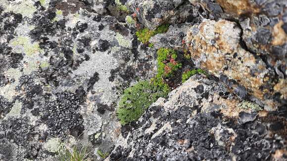 Image of Draba rigida Willd.