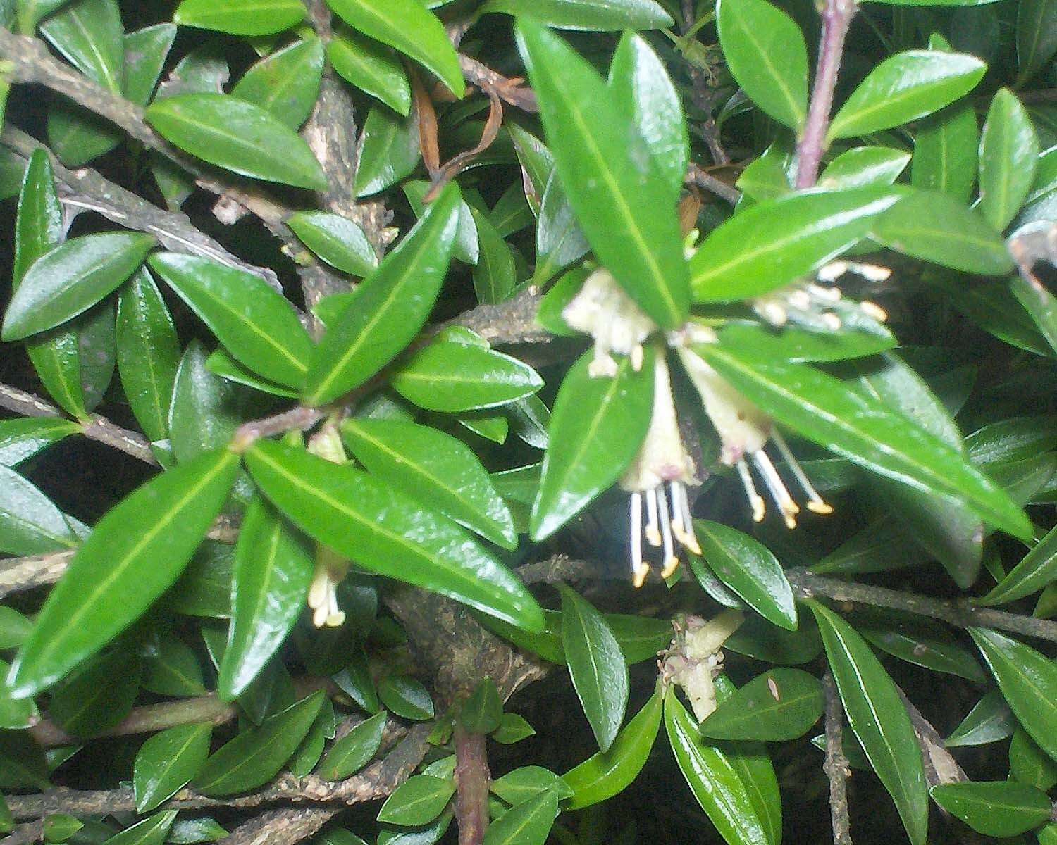 Image of box-leaf honeysuckle