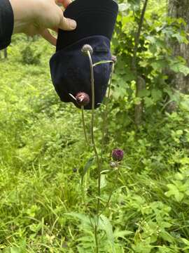 Imagem de Cirsium schantarense Trautv. & C. A. Mey.