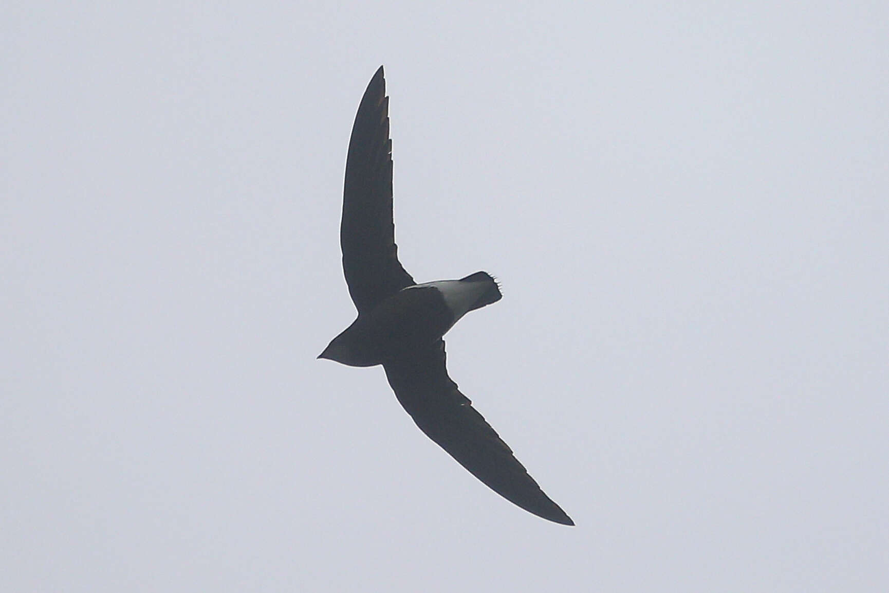 Image of Silver-backed Needletail