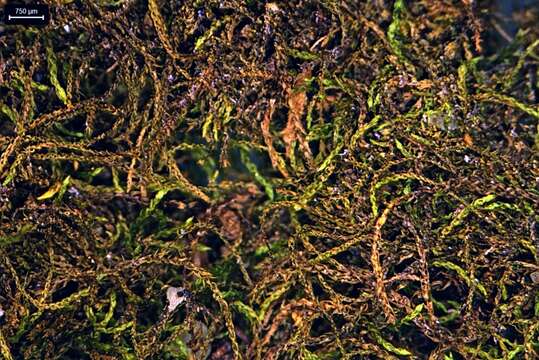 Image of hygroamblystegium moss