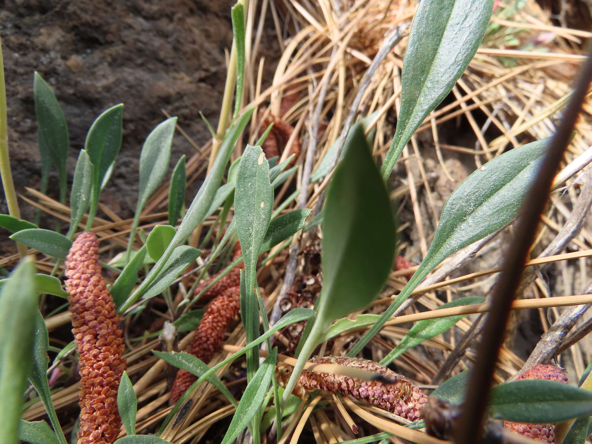 Image of low beardtongue