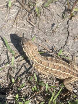 Image of Goldman's Bunchgrass Lizard