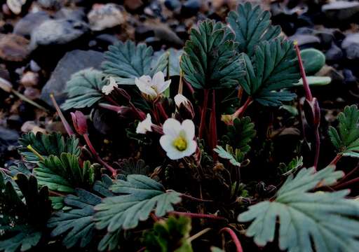 Image of Erodium tibetanum Edgew. & Hook. fil.