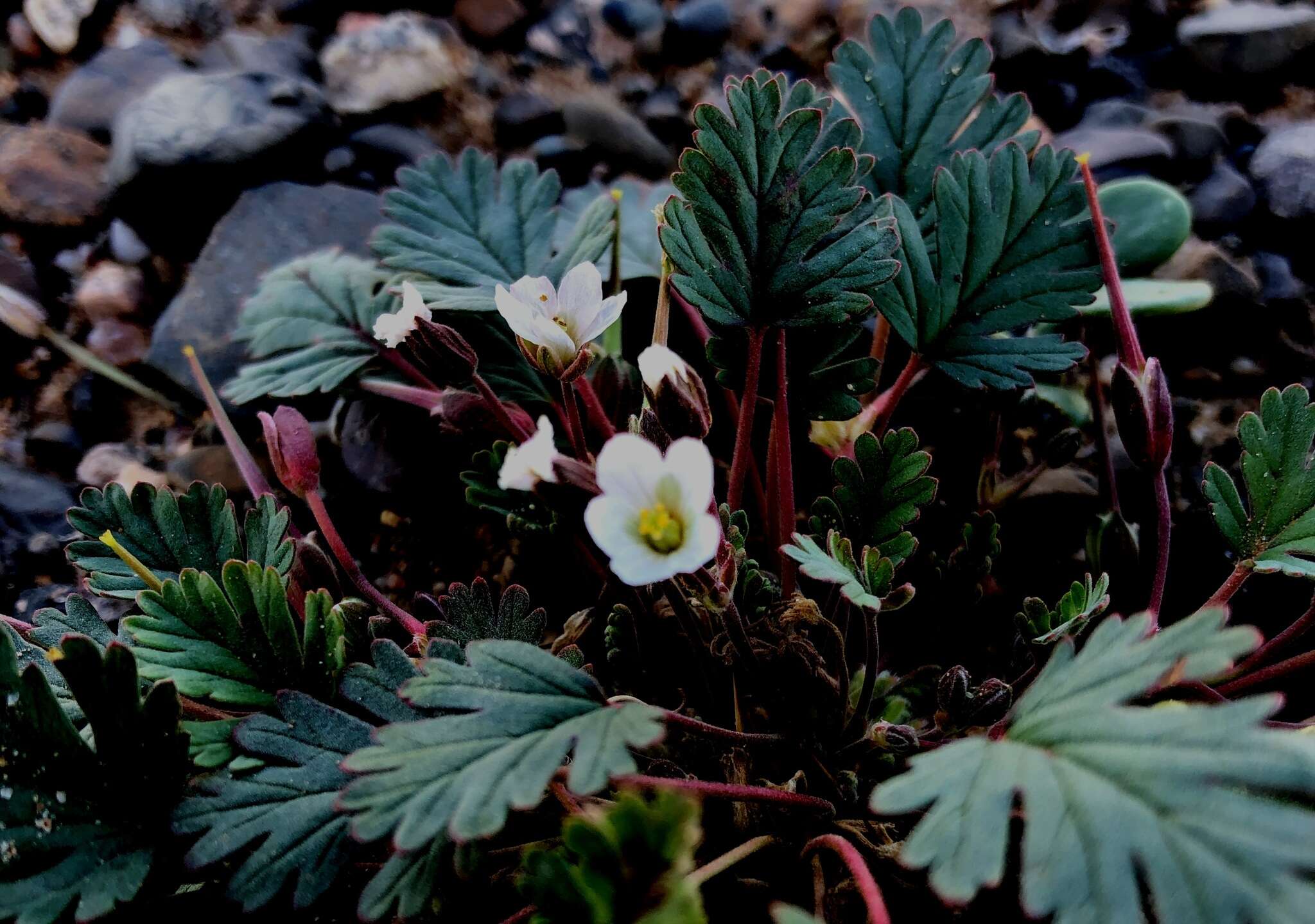 Image of Erodium tibetanum Edgew. & Hook. fil.