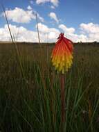 Image of Kniphofia rigidifolia E. A. Bruce