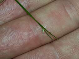 Image of Isolepis reticularis Colenso