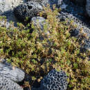 Image of Portulaca mauritiensis Poelln.