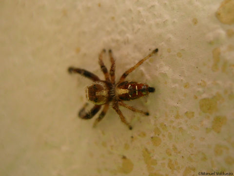 Image of <i>Thyene imperialis</i> (Rossi 1846)