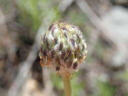 Anemone drummondii subsp. drummondii resmi