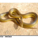 Image of Böhme’s Ethiopian Snake