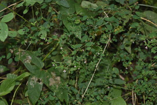 Imagem de Euphorbia mexiae Standl.