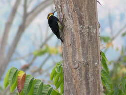 Image of Tellow-tufted Woodpecker