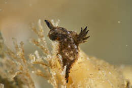 Image of Polycera melanosticta M. C. Miller 1996