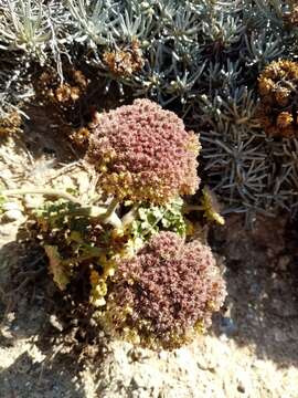 Image of Daucus carota subsp. halophilus (Brot.) A. Pujadas