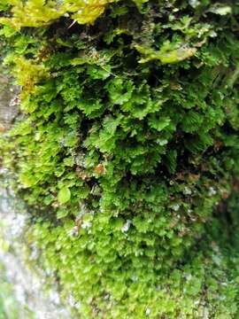 Image of tiny bristle fern