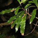 Image of Orites excelsa R. Br.