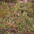 Ruschia cupulata (L. Bol.) Schwant. resmi