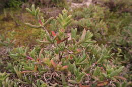 Imagem de Ruschia cupulata (L. Bol.) Schwant.