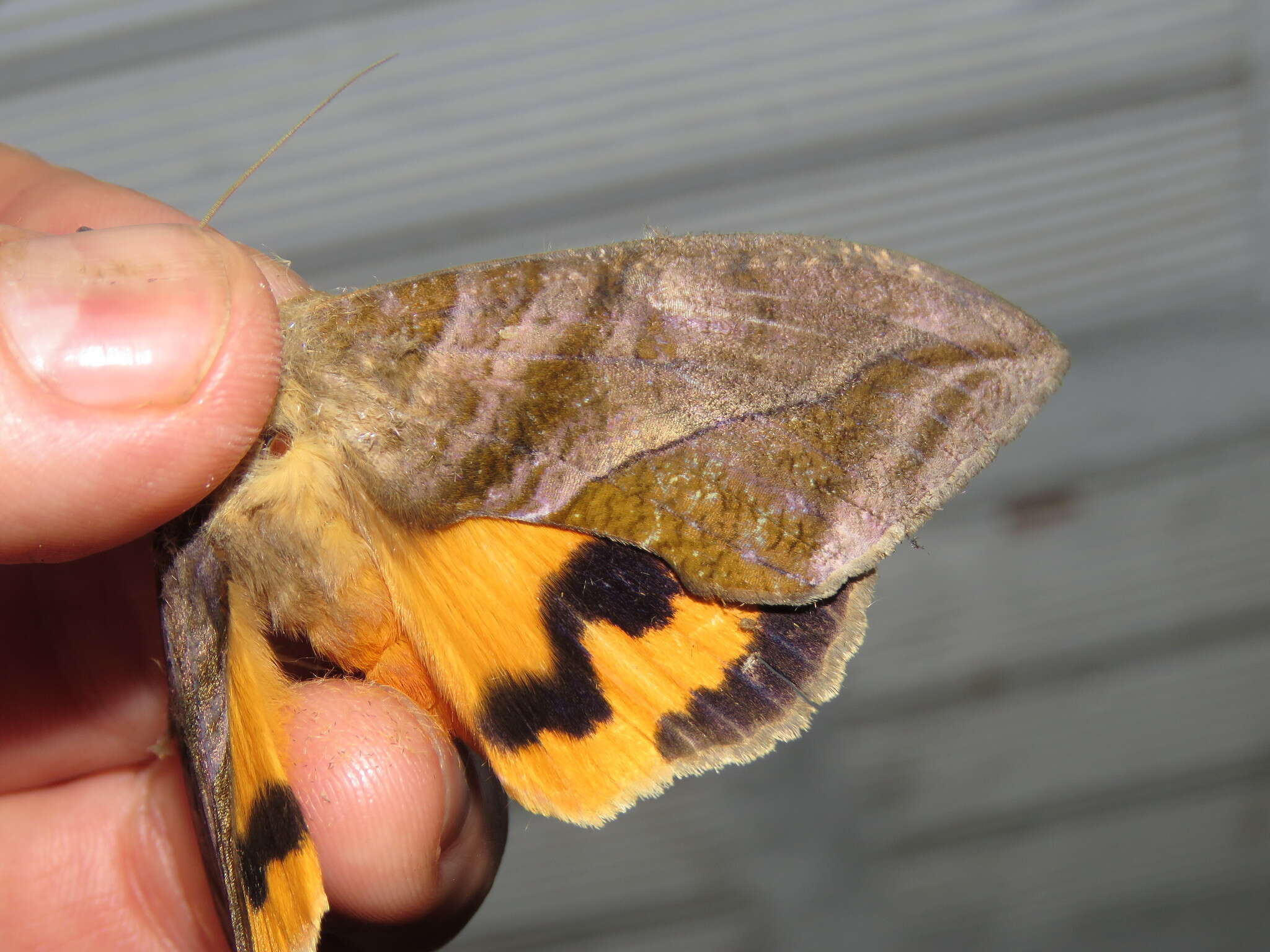 Image of Eudocima serpentifera (Walker 1858)