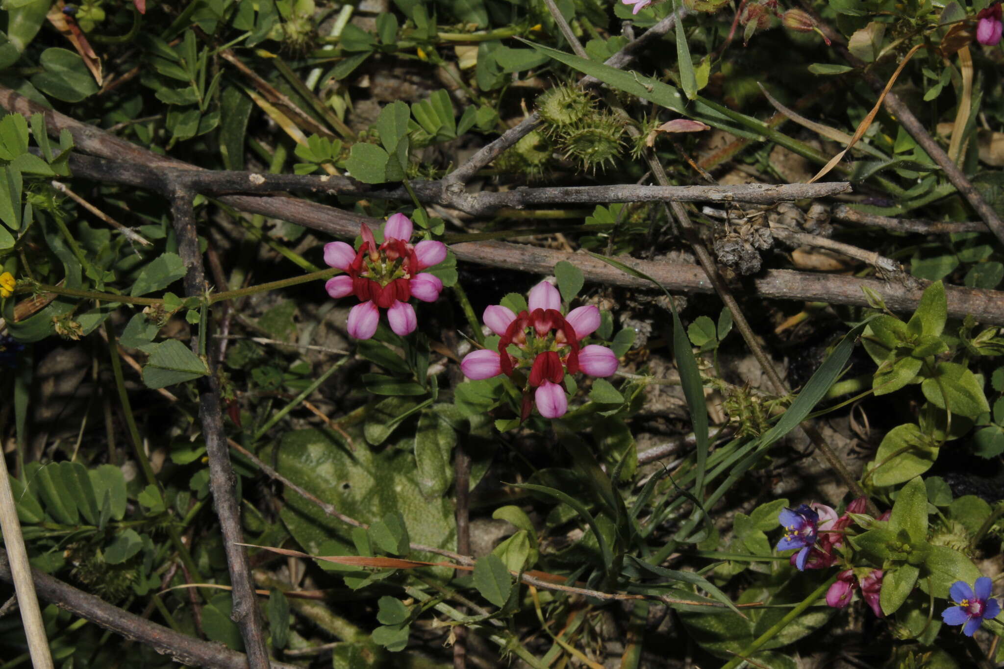 Securigera parviflora (Desv.) Lassen resmi