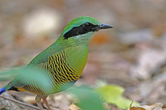 Image of Bar-bellied Pitta