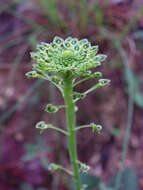 Image of Malaxis elliptica A. Rich. & Galeotti