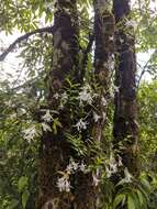 Imagem de Dendrobium longicornu Lindl.