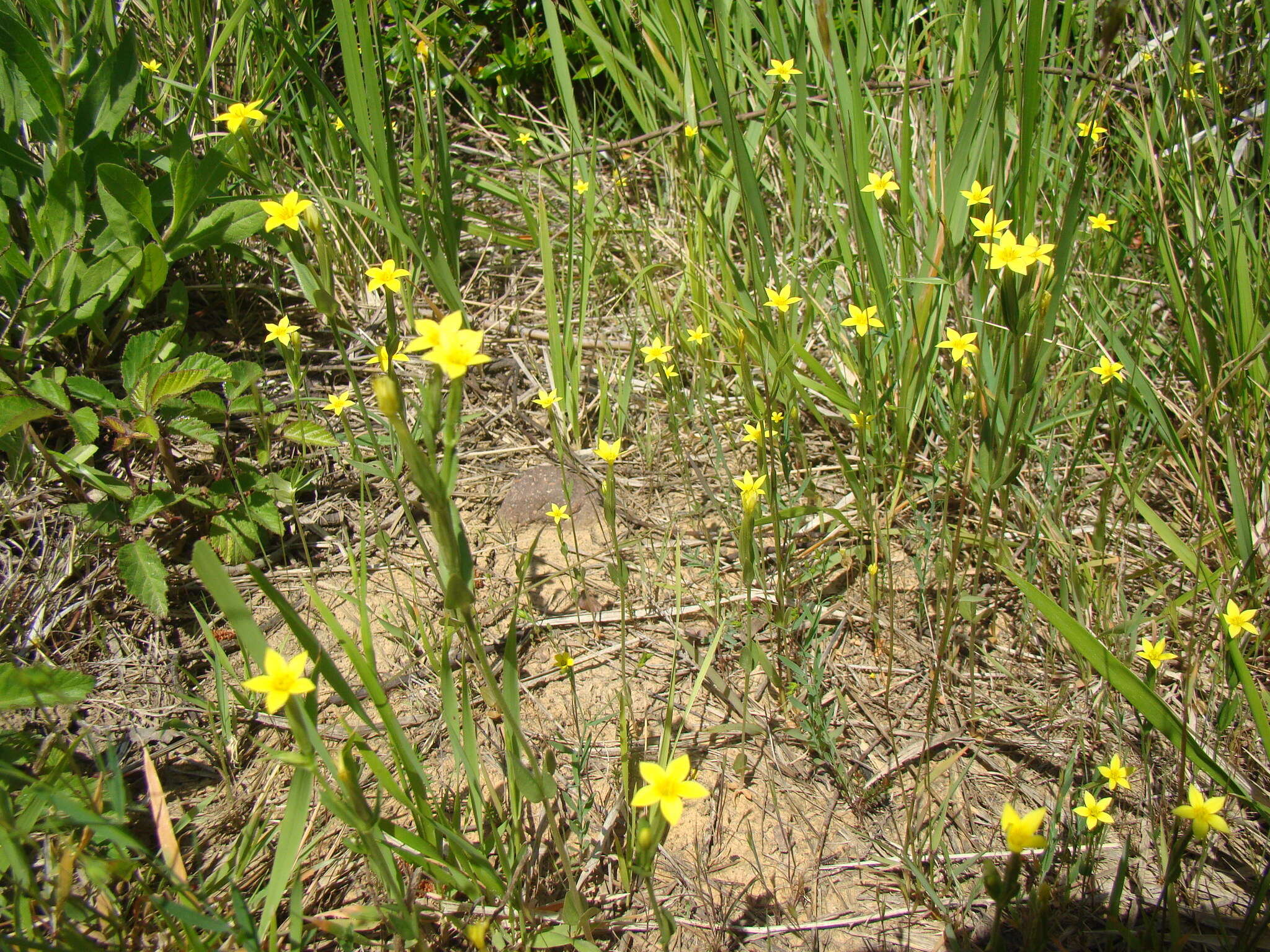 Image of Yellow centaury