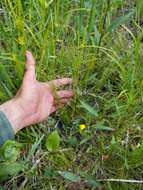 Image of Clinton's Leafless-Bulrush