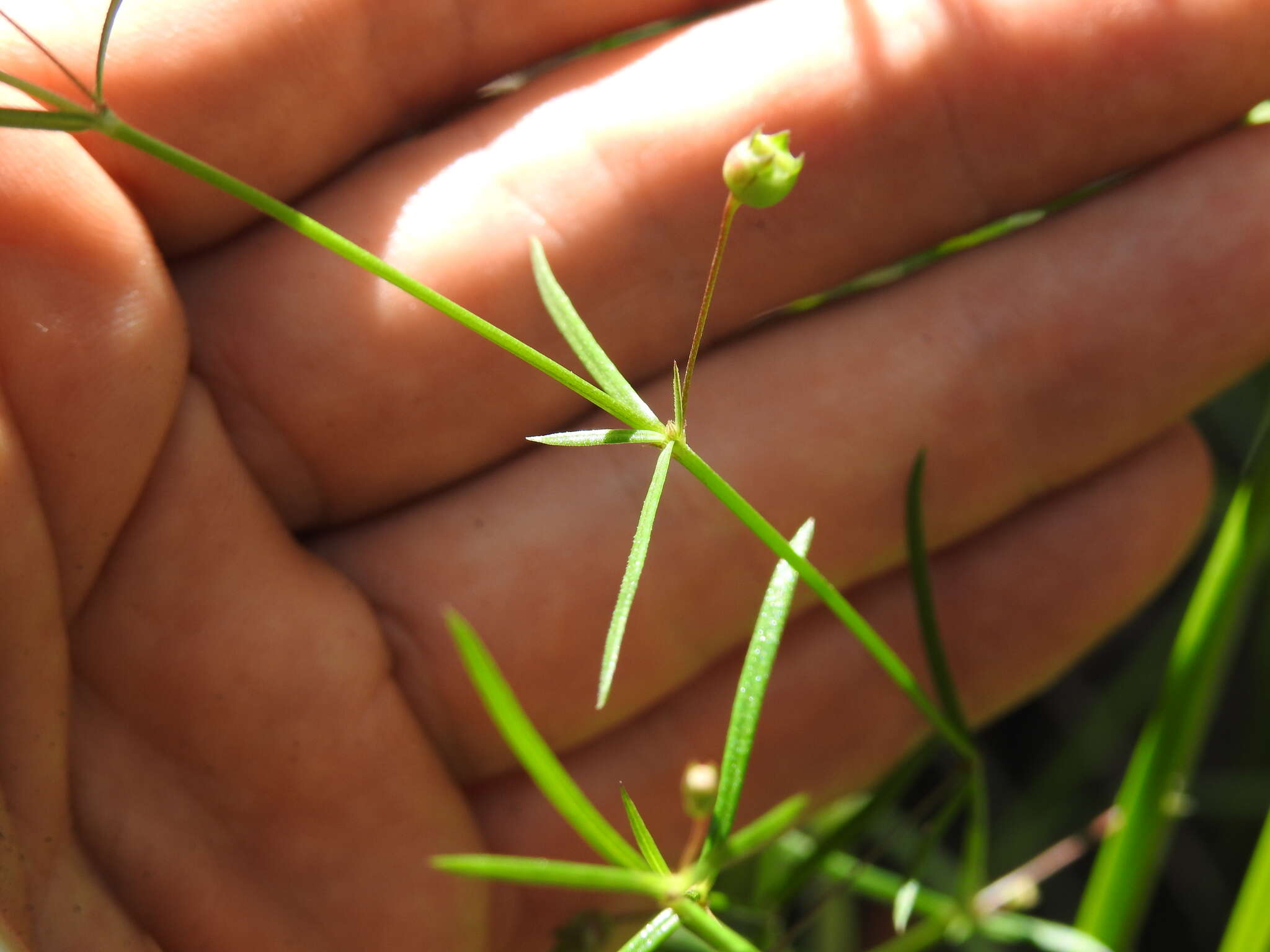 Image of Oldenlandia subulata Korth.