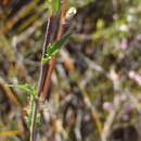 Image of Prismatocarpus candolleanus Cham.
