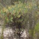 Image of Phiambolia longifolia Klak