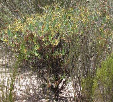 Imagem de Phiambolia longifolia Klak