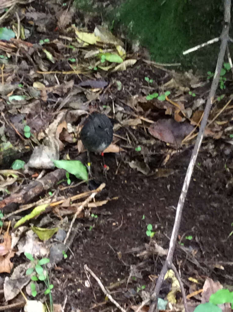 Image of North Island Robin