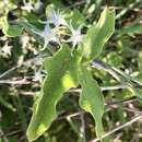 Image of Oxypetalum sylvestre (Hook. & Arn.) Goyder & Rapini