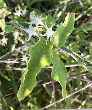 صورة Oxypetalum sylvestre (Hook. & Arn.) Goyder & Rapini