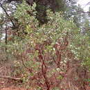 Plancia ëd Arctostaphylos manzanita subsp. wieslanderi P. V. Wells