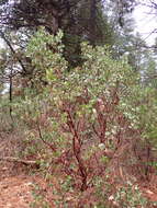 Sivun Arctostaphylos manzanita subsp. wieslanderi P. V. Wells kuva