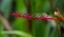 Image of Venezuelan pokeweed