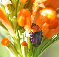 Image of Amethyst Fruit Chafer
