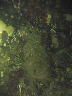 Image of sharp-lipped glass sponge
