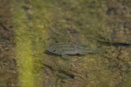 Image of Leon Springs pupfish