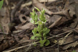 Image of Gentiana zollingeri Fawcett