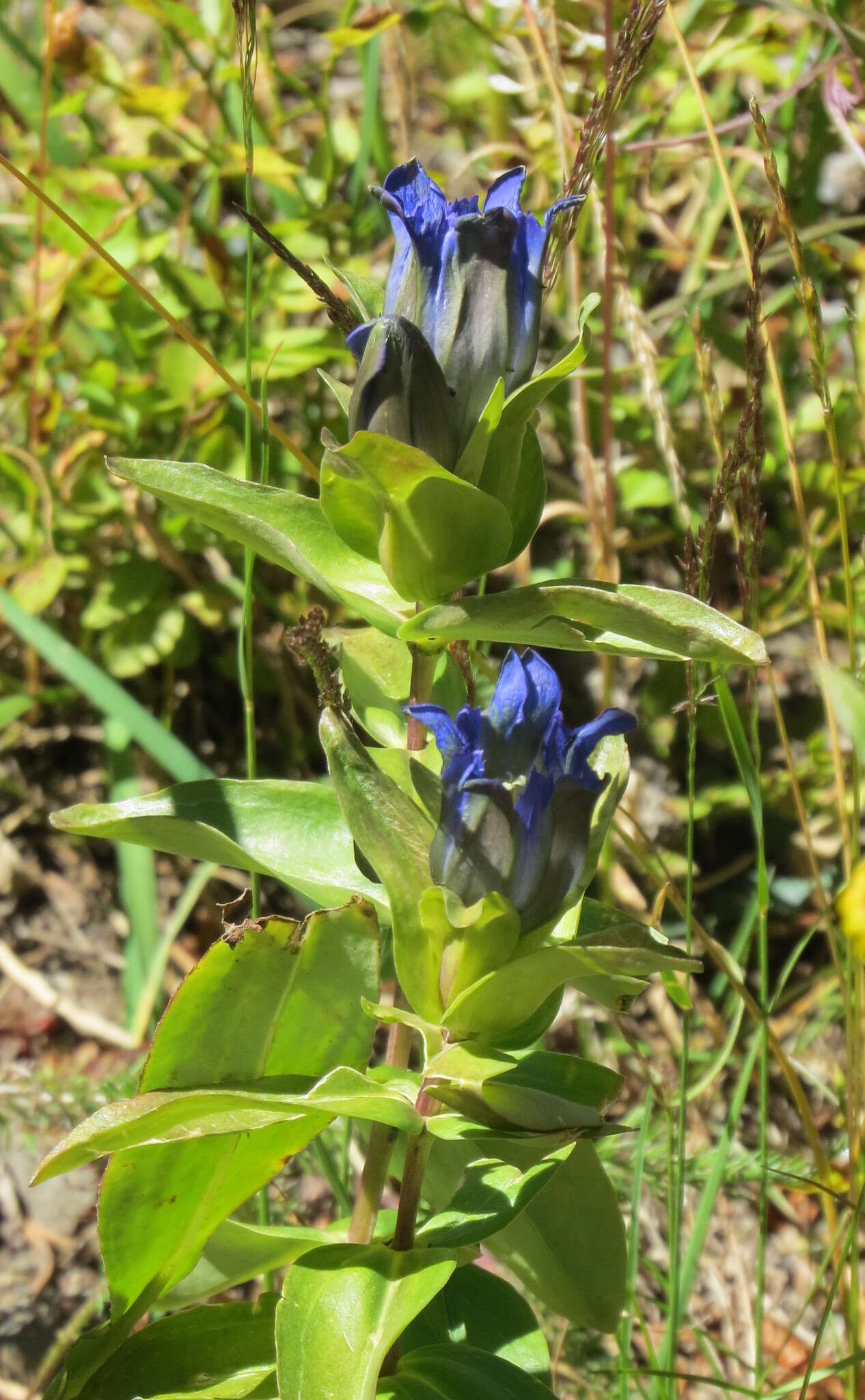 Image of Parry's gentian