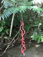 Image of Guadeloupe blackbead