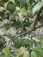 Image de Viburnum betulifolium Batalin