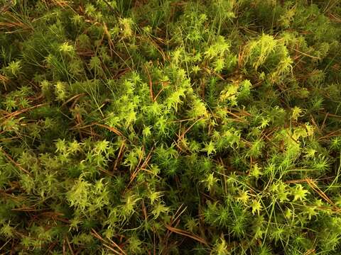 Image of water sphagnum